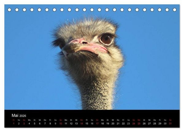 Produktbild: Strau&szlig;en-Kalender 2026 (Tischkalender 2026 DIN A5 quer), CALVENDO Monatskalender