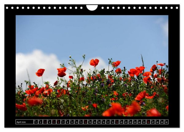 Produktbild: Roter Mohn, bunte Wiesen (Wandkalender 2026 DIN A4 quer), CALVENDO Monatskalender
