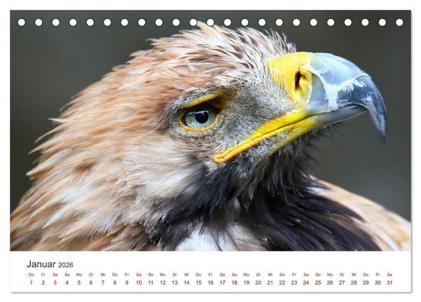 Produktbild: GREIFVOGEL- UND EULENPORTR&Auml;TS (Tischkalender 2026 DIN A5 quer), CALVENDO Monatskalender
