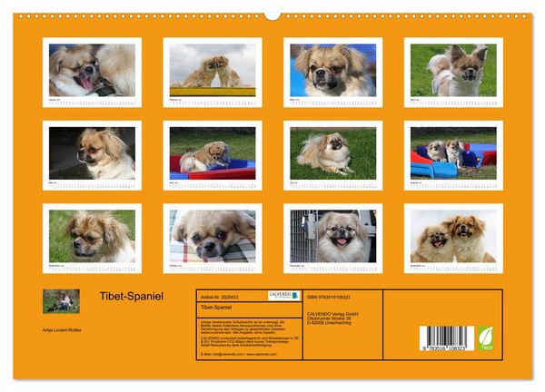Produktbild: Tibet-Spaniel (hochwertiger Premium Wandkalender 2026 DIN A2 quer), Kunstdruck in Hochglanz