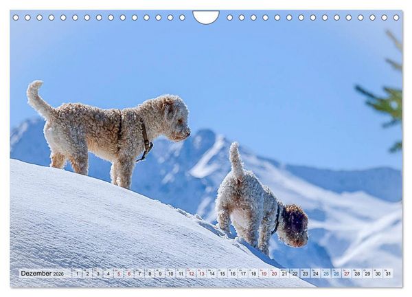 Produktbild: Lagotto Romagnolo in den Alpen 2026 (Wandkalender 2026 DIN A4 quer), CALVENDO Monatskalender