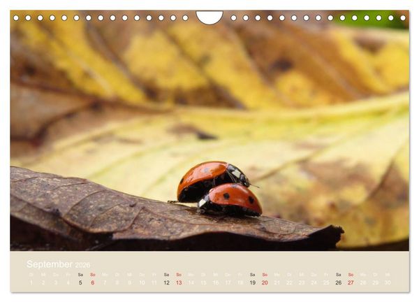 Produktbild: Kleine Gl&uuml;cksk&auml;fer (Wandkalender 2026 DIN A4 quer), CALVENDO Monatskalender