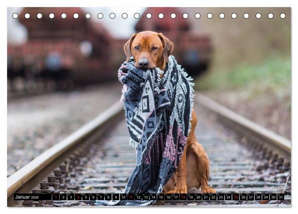 Produktbild: Ridgeback King (Tischkalender 2026 DIN A5 quer), CALVENDO Monatskalender