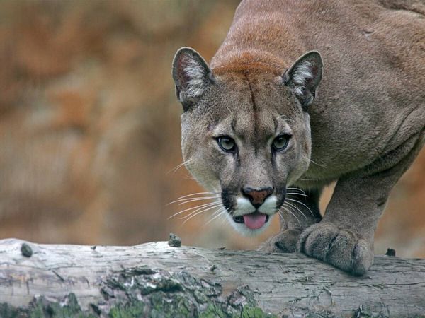 Produktbild: CALVENDO Puzzle Puma | 1000 Teile Lege-Gr&ouml;&szlig;e 64x48cm Foto-Puzzle f&uuml;r gl&uuml;ckliche Stunden