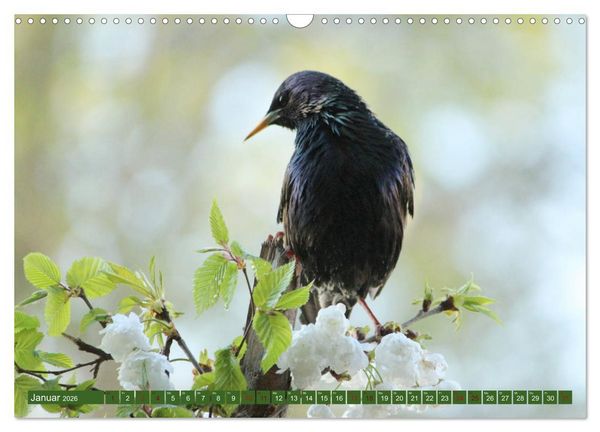Produktbild: Nachwuchs bei Familie Star (Wandkalender 2026 DIN A3 quer), CALVENDO Monatskalender