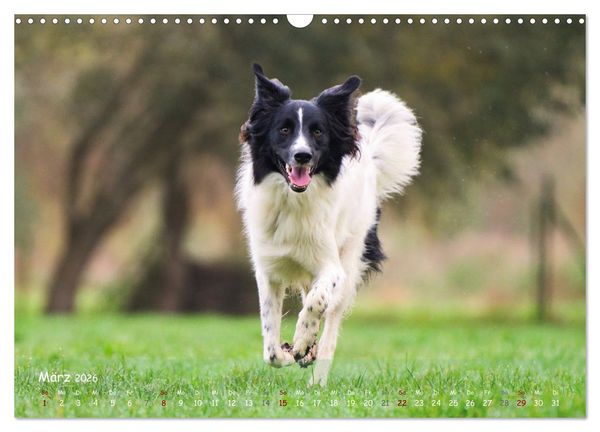Produktbild: Fr&ouml;hliche Hunde (Wandkalender 2026 DIN A3 quer), CALVENDO Monatskalender