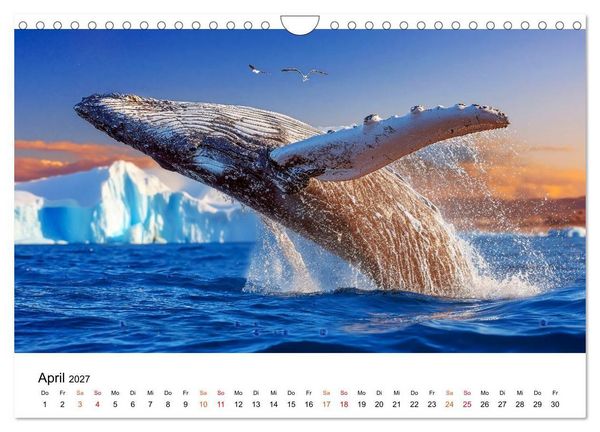 Produktbild: Wale - ein Jahr voller Meer (Wandkalender 2027 DIN A4 quer), CALVENDO Monatskalender