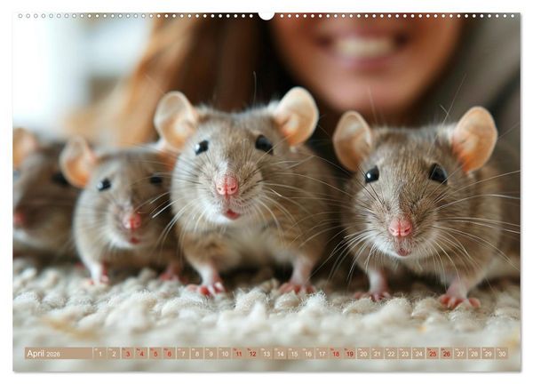 Produktbild: Mein bester Kumpel ist eine Ratte (hochwertiger Premium Wandkalender 2026 DIN A2 quer), Kunstdruck in Hochglanz
