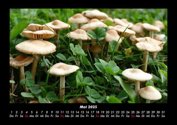 Produktbild: Natur Pur 2025 Fotokalender DIN A3