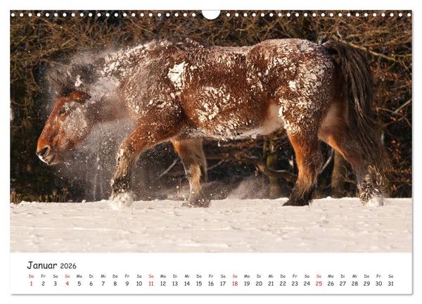Produktbild: Kaltblut - schwere Pferde mit Herz (Wandkalender 2026 DIN A3 quer), CALVENDO Monatskalender