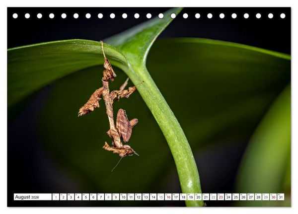 Produktbild: Im Bann der Mantis (Tischkalender 2026 DIN A5 quer), CALVENDO Monatskalender