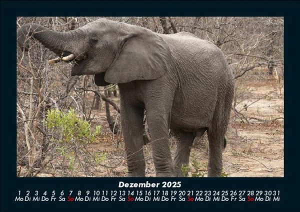 Produktbild: Der Elefantenkalender 2025 Fotokalender DIN A5