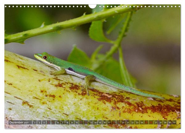 Produktbild: Reptilien auf Madagaskar (Wandkalender 2027 DIN A3 quer), CALVENDO Monatskalender