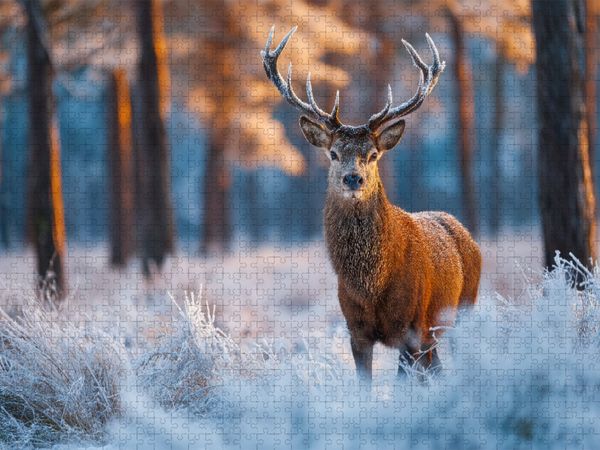 Produktbild: CALVENDO Puzzle Ein stolzer Hirsch steht im verschneiten Winterwald und wird vom warmen Licht der aufgehenden Sonne erleuchtet. | 1000 Teile Lege-Gr&ouml;&szlig;e 64x48cm Foto-Puzzle f&uuml;r gl&uuml;ckliche Stunden