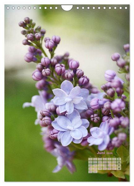 Produktbild: Fliederbl&uuml;te (Wandkalender 2026 DIN A4 hoch), CALVENDO Monatskalender