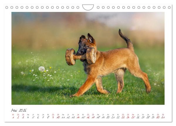 Produktbild: Traumhund Malinois (Wandkalender 2026 DIN A4 quer), CALVENDO Monatskalender