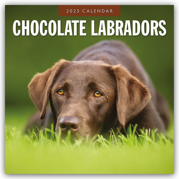 Chocolate Labrador Retrievers – Schokoladenbraune Labrador Retriever 2025 – 16-Monatskalender