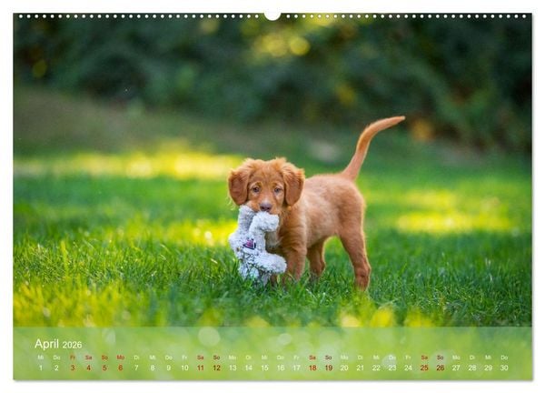 Produktbild: Retriever - Mit DIR hol ich die Sterne vom Himmel (hochwertiger Premium Wandkalender 2026 DIN A2 quer), Kunstdruck in Hochglanz
