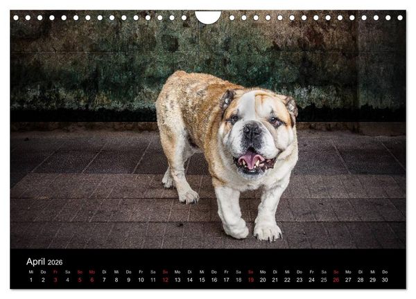 Produktbild: Urban Dogs - Hundekalender der anderen Art (Wandkalender 2026 DIN A4 quer), CALVENDO Monatskalender