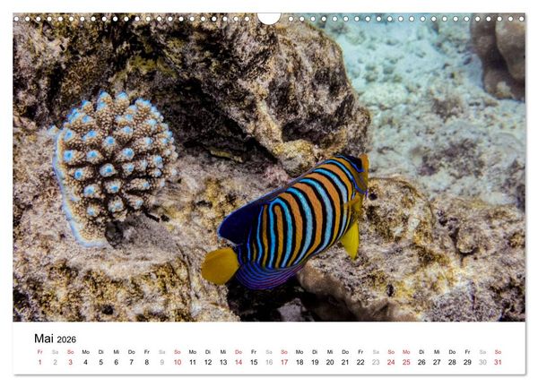 Produktbild: Unterwasserwelt der Malediven II (Wandkalender 2026 DIN A3 quer), CALVENDO Monatskalender