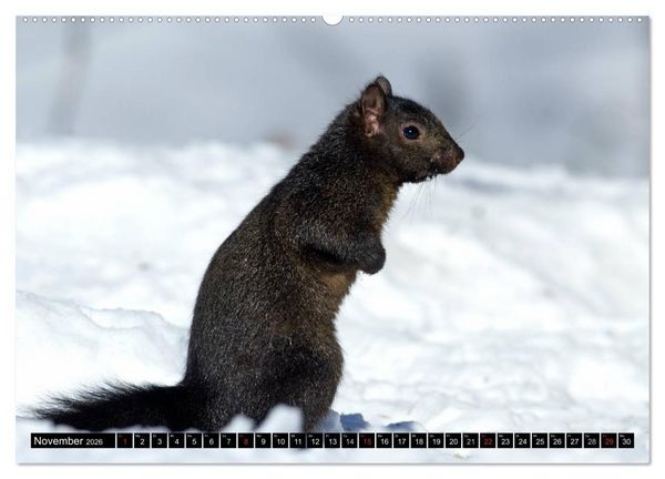 Produktbild: EICHH&Ouml;RNCHEN (hochwertiger Premium Wandkalender 2026 DIN A2 quer), Kunstdruck in Hochglanz