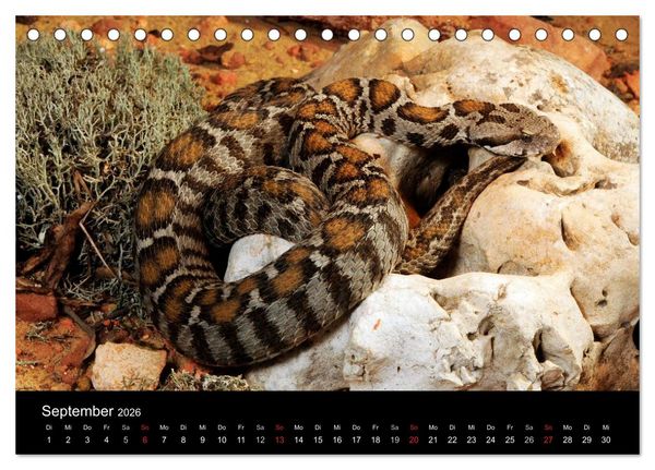 Produktbild: REPTILIEN IM TERRARIUM (Tischkalender 2026 DIN A5 quer), CALVENDO Monatskalender