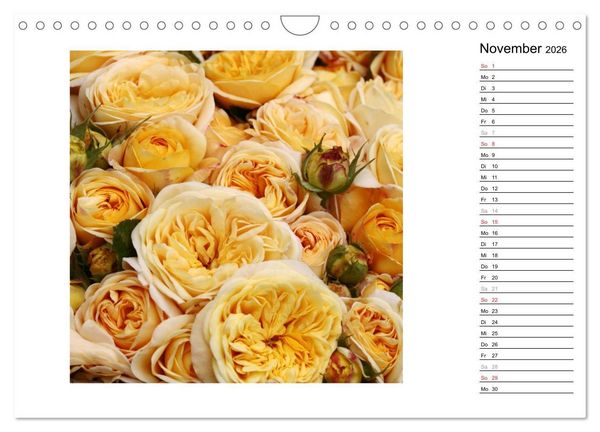 Produktbild: Die vielen Gesichter der Rosen (Wandkalender 2026 DIN A4 quer), CALVENDO Monatskalender