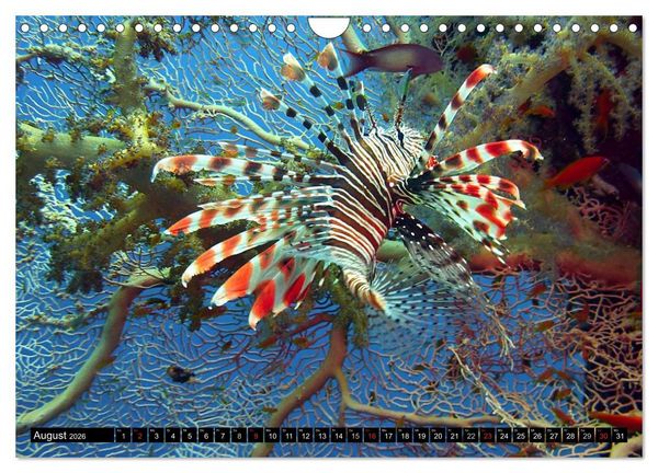 Produktbild: Paradiese im ewigen Blau. Die bunte Unterwasserwelt (Wandkalender 2026 DIN A4 quer), CALVENDO Monatskalender