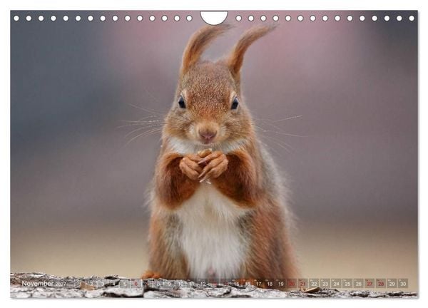 Produktbild: Eichh&ouml;rnchen in zauberhaften Posen (Wandkalender 2027 DIN A4 quer), CALVENDO Monatskalender