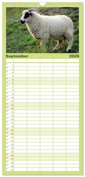 Produktbild: Familienplaner 2026 - Sch&auml;fchen z&auml;hlen - mit Schafen durchs Jahr mit 5 Spalten (Wandkalender, 21 x 45 cm) CALVENDO