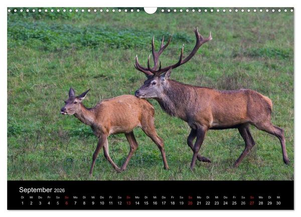 Produktbild: Der Rothirsch, K&ouml;nig der W&auml;lder (Wandkalender 2026 DIN A3 quer), CALVENDO Monatskalender