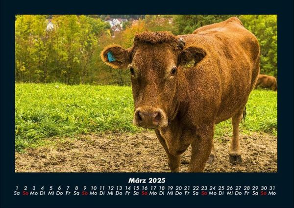 Produktbild: Kuhkalender 2025 Fotokalender DIN A4