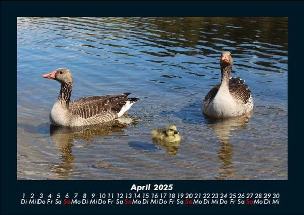 Produktbild: Enten 2025 Fotokalender DIN A5