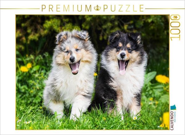 CALVENDO Puzzle 7 Wochen alte Welpen | 1000 Teile Lege-Größe 64 × 48 cm Foto-Puzzle für glückliche Stunden