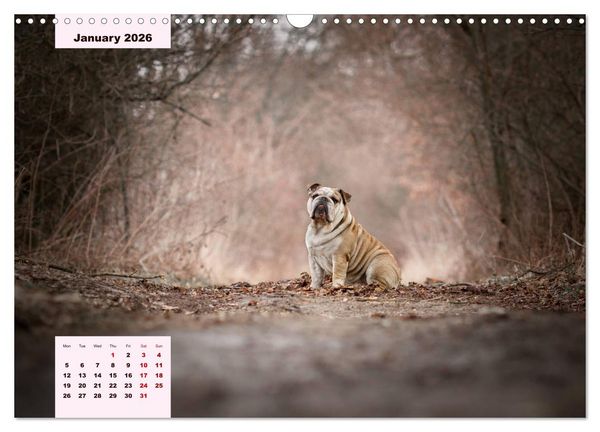 Produktbild: English Bulldog (Wall Calendar 2026 DIN A3 landscape), CALVENDO 12 Month Wall Calendar