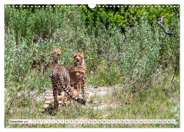 Produktbild: Afrikas wilde Katzen (Wandkalender 2027 DIN A3 quer), CALVENDO Monatskalender