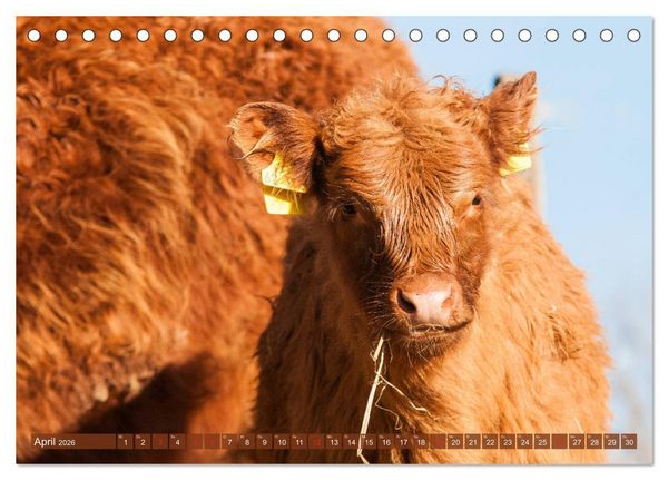 Produktbild: Galloway K&auml;lbchen - Liebenswert und lockig (Tischkalender 2026 DIN A5 quer), CALVENDO Monatskalender