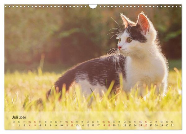 Produktbild: Katzen 2026 Bezaubernde Samtpfoten (Wandkalender 2026 DIN A3 quer), CALVENDO Monatskalender