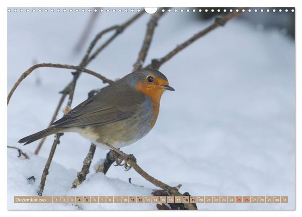Produktbild: Robin, das s&uuml;&szlig;e Rotkehlchen (Wandkalender 2027 DIN A3 quer), CALVENDO Monatskalender