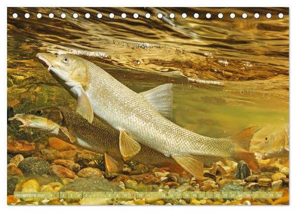 Produktbild: Poissons : d'&eacute;tangs et des rivi&egrave;res (Calendrier de bureau 2027 DIN A5 vertical), CALVENDO calendrier mensuel