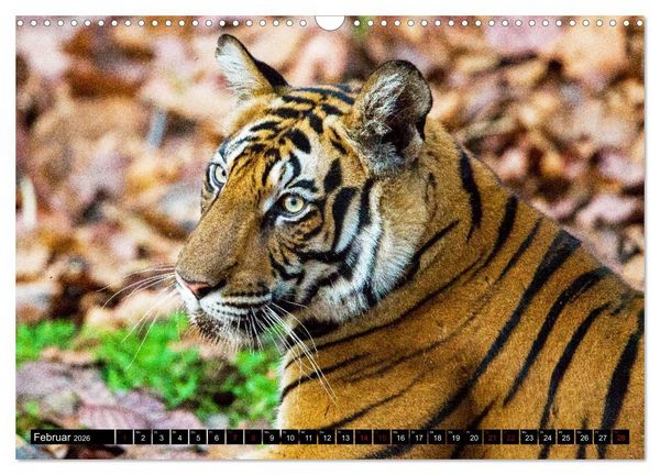 Produktbild: Indien - Im Reich des Tigers (Wandkalender 2026 DIN A3 quer), CALVENDO Monatskalender