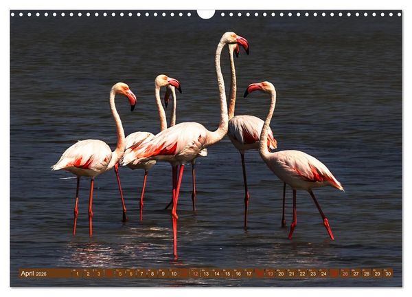 Produktbild: Die Vogelwelt der Camargue (Wandkalender 2026 DIN A3 quer), CALVENDO Monatskalender