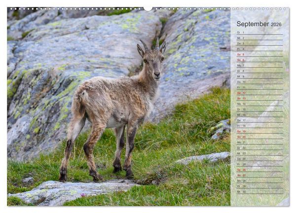 Produktbild: Bergk&ouml;nige - Steinb&ouml;cke im Blickpunkt der Naturfotografie (Wandkalender 2026 DIN A2 quer), CALVENDO Monatskalender