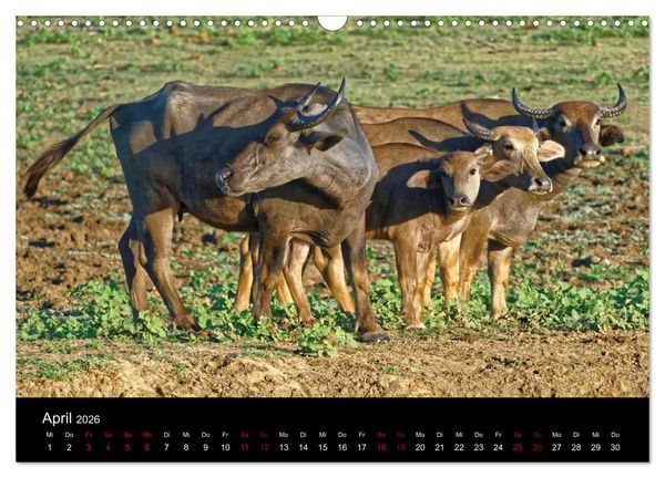 Produktbild: Sri Lanka - Tierische Momente (Wandkalender 2026 DIN A3 quer), CALVENDO Monatskalender