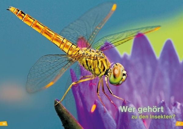Produktbild: WAS IST WAS Erstes Lesen Band 11. Insekten