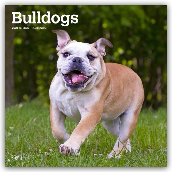 Produktbild: Bulldogs &ndash; Bulldogge 2026 &ndash; 16-Monatskalender