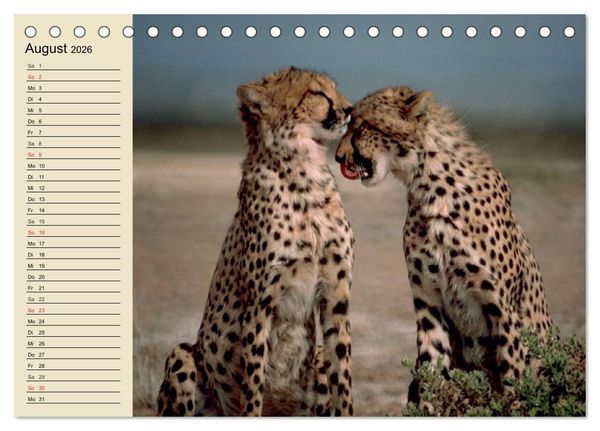 Produktbild: Die Lautlosen. Geparden und Leoparden (Tischkalender 2026 DIN A5 quer), CALVENDO Monatskalender