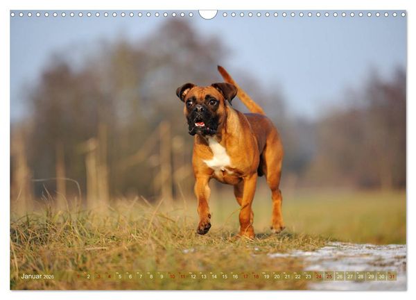Produktbild: Gut - besser - Boxer (Wandkalender 2026 DIN A3 quer), CALVENDO Monatskalender