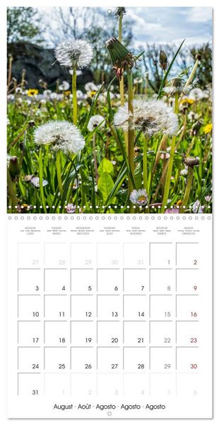 Produktbild: Harmonie Florale Des Pr&eacute;s aux Villes (Calendrier mural carr&eacute; 2026 30x30 cm) Calendrier double avec une page pour vos prises de notes