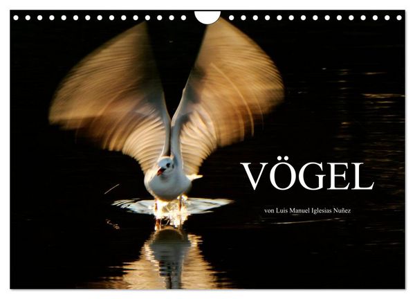 VÖGEL (Wandkalender 2026 DIN A4 quer), CALVENDO Monatskalender